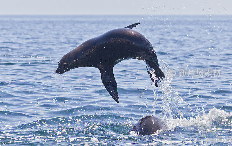 Californian Sea lion, Zalophus californianus,jumping over another.